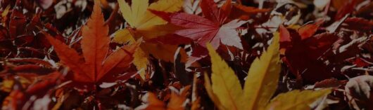 اصطلاحات توصیف فصل پاییز به زبان انگلیسی